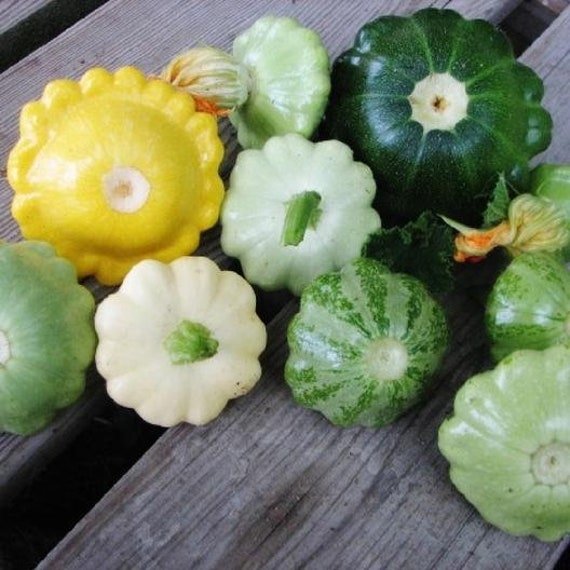 Usa Seller Scallop Blend Summer Squash 25 Seeds Heirloom