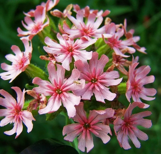 Maltese Cross Flowers Blend 0.2G/300 Seeds - Lychnis Chalcedonica Gmo Free