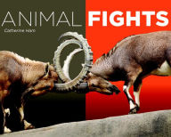 Animal Fights Catherine Ham Author