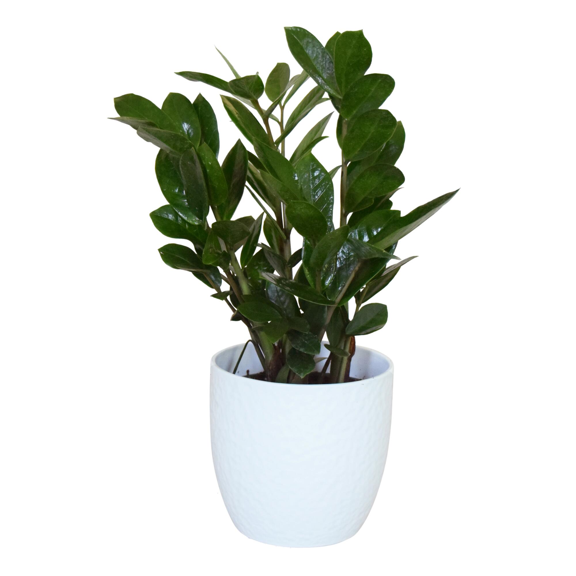 Live ZZ Plant in White Ceramic Pot: Green by World Market