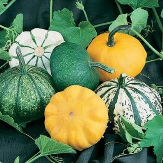 Squash Seeds 50 Scallop Blend Vegetable
