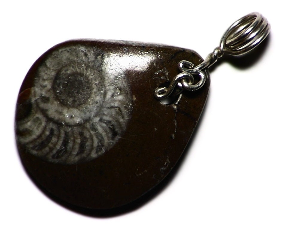 Natural Ammonite Necklace, Sterling Silver Wire Wrap, Real Fossil Pendant, Science Jewelry, Shell Gift, White Fossilized Shellfish