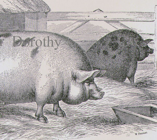 Pig & Sheep Breeds 1892 Victorian Husbandry Antique European Agriculture Chart To Frame Black & White