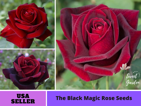32+ Seeds| Black Magic Rose Seeds-Perennial -Authentic Seeds-Flowers -Organic. Non Gmo -Vegetable Seeds-Mix Seeds For Plant-B3G1 #1058