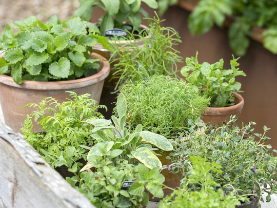 Aromatic Cuisine - Blend Of Herbs 1G/500 Organic Seeds Gmo Free