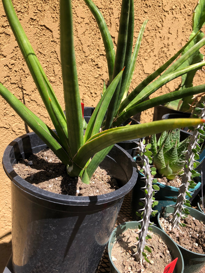 Sansevieria Cylindrica African Spear 10"T 9"W #10G Cactus