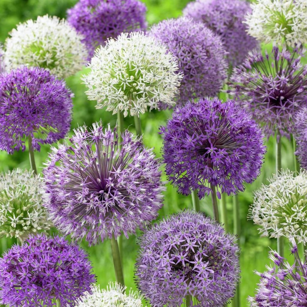 Lowe's 12 Count Allium Blend Bulbs | 21403