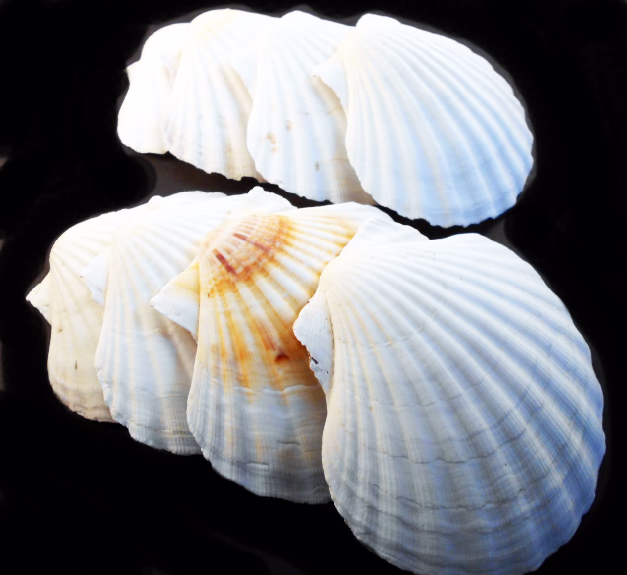 50 Real Irish Baking Scallop Shells | 3.5-4" Restaurant Quality Beach Dining