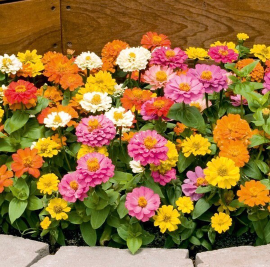 Zinnia Dwarf - Thumbelina Flowers Blend 1G/50 Organic Seeds Elegans Gmo Free