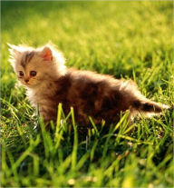 100 Cat Recipes (With an Active Table of Contents) eBook Legend Editor