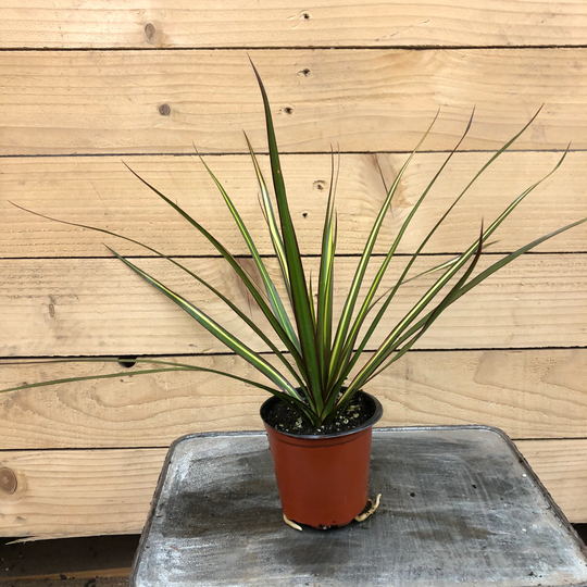 Dracaena Marginata Kiwi, 4" Plant
