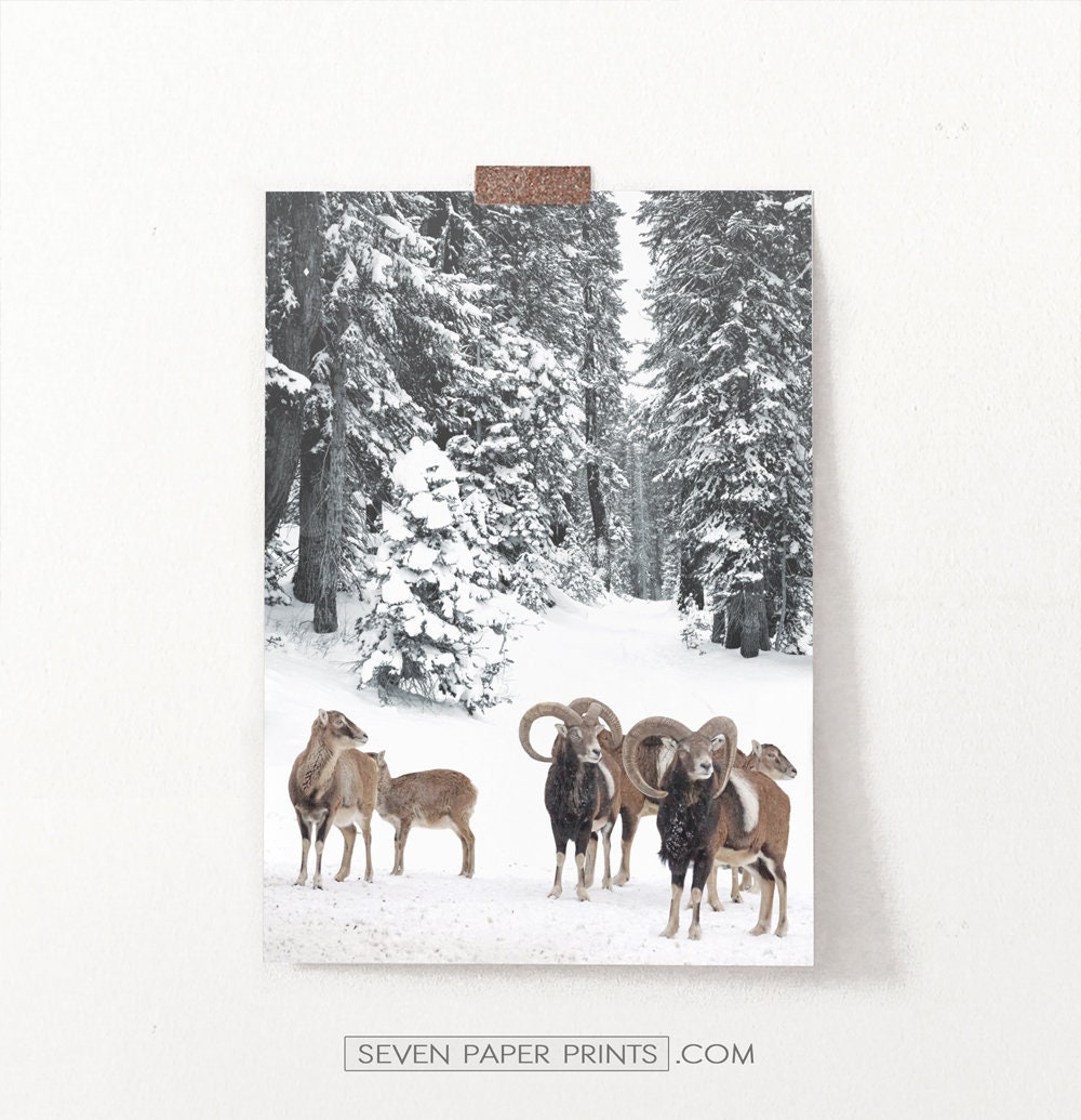 Large Giclee Christmas Ram Print, Rams in The Snowy Forest Landscape With Pines Snow, Farm Animal Wall Decor, Holiday Poster