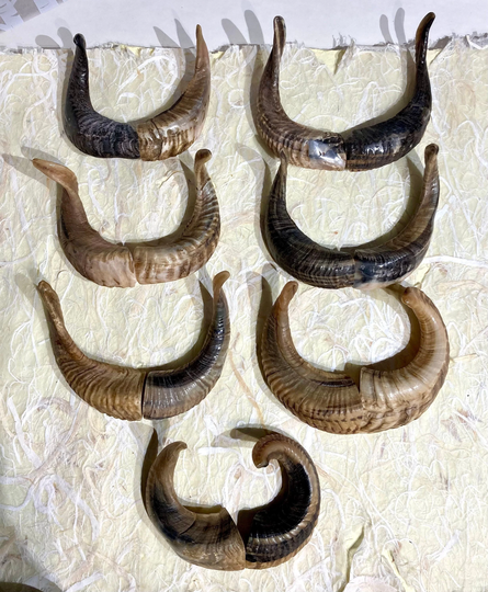 Pair Of Ram Horns