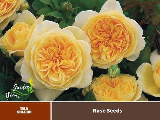 25+ Rare Seeds| Teasing Georgia David Austin Rose Seeds #1016 [Buy 3 Get 1 Free]
