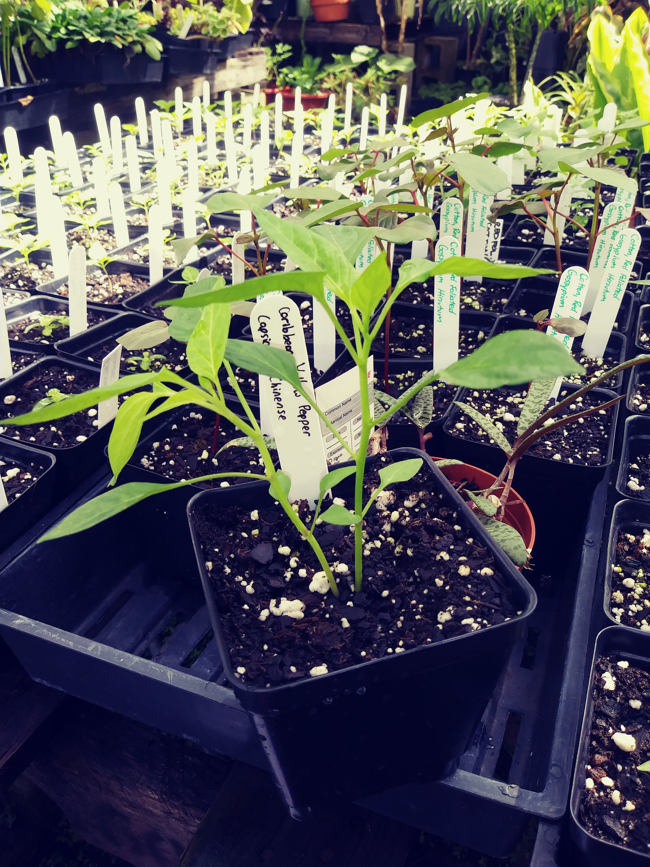 Caribbean Yellow Pepper, Capsicum Chinense, 1Gal Potted Plant, Pepper Organic, Heirloom, Gmo Free