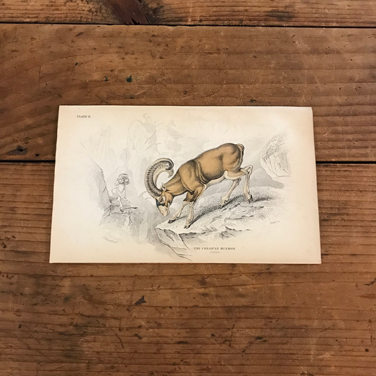 Corsican Ram, Original Hand Colored Antique Print, 1860 Jardine's Naturalists Library