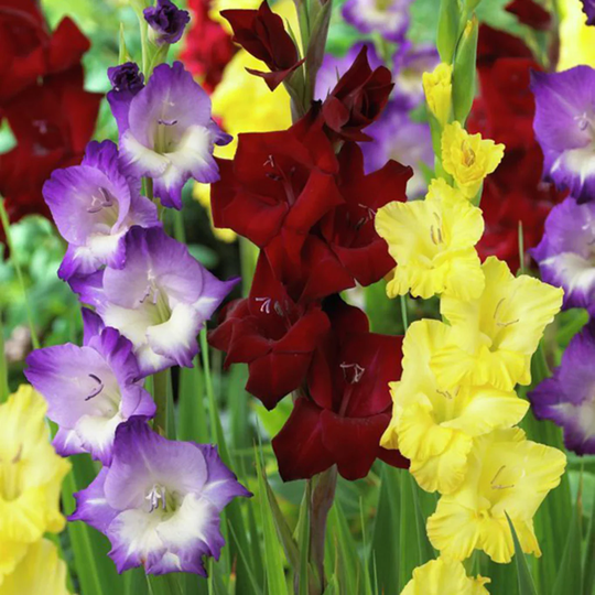 Lowe's 25-Count Gladiolus De Luxe Blend Bulbs | 11257