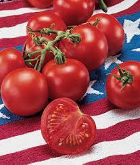 Independence Day Tomato Seeds