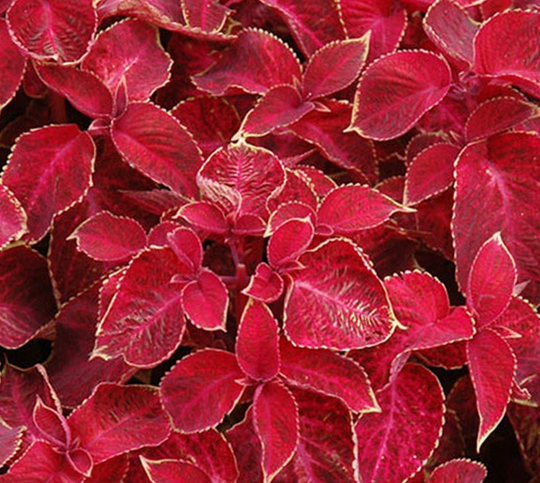 Coleus | Seeds Wizard Velvet Red