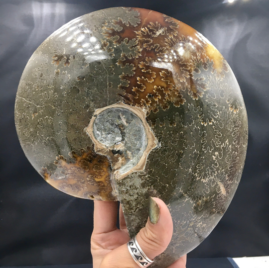 Ammonite Fossil Xxl Maple Leaf Sutures Brown Tan Replaced Rocks & Minerals Natural Fossilized Specimen Madagascar