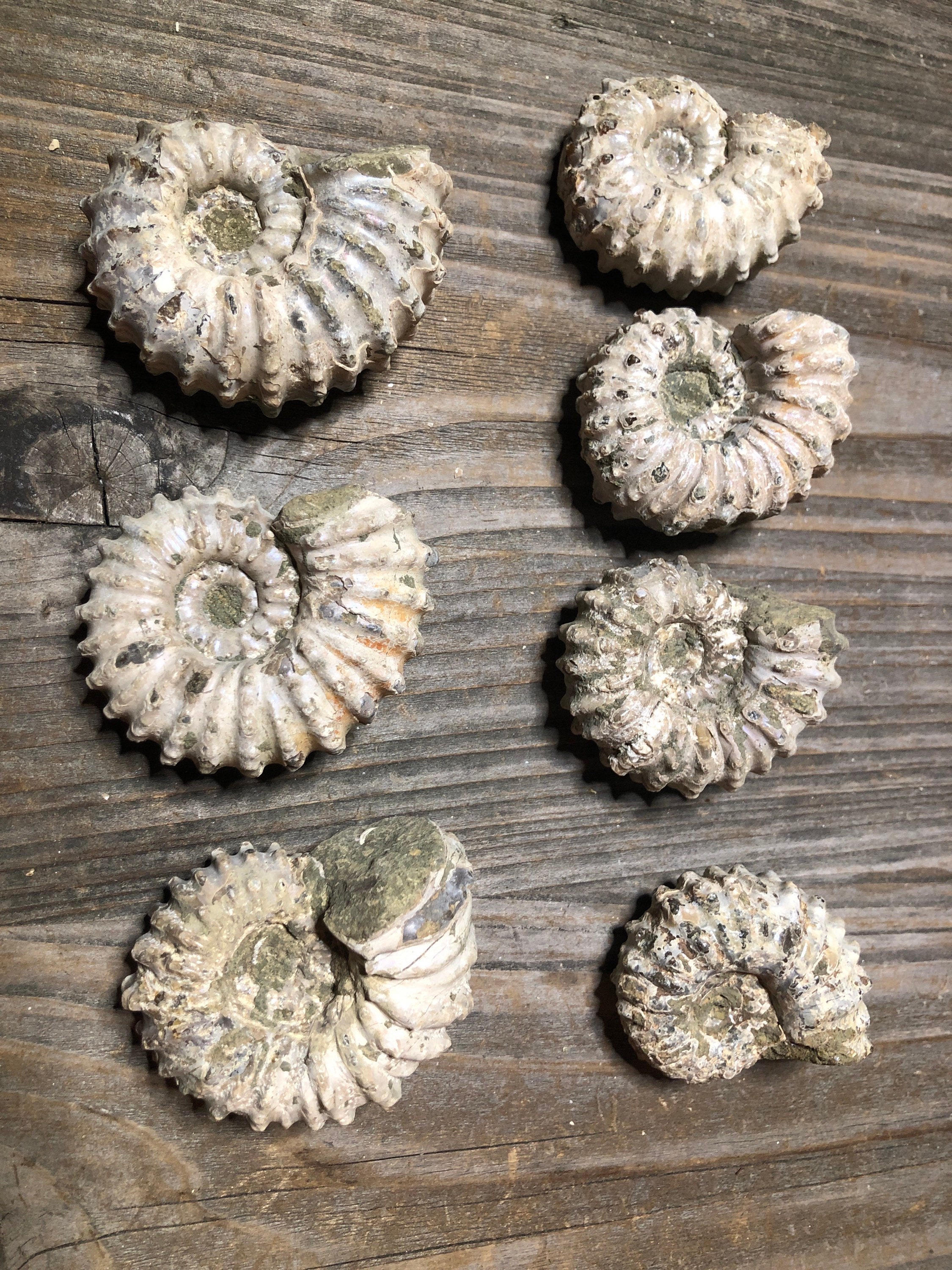 Douvilleiceras Ammonite Fossils, Rare Ram Horn, Goat Cretaceous, Madagascar