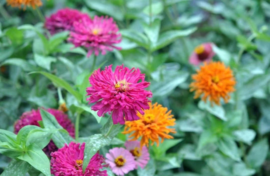 Zinnia Cactus Flowers Blend 1G/100 Seeds - Elegans Lactiflora Gmo Free