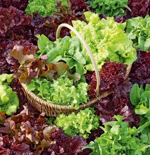Blend Of Fresh Leaves - Leaf Family 2G/300 Seeds Gmo Free