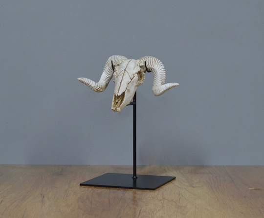12" Metal Display Stand For Ram Skull - 5x5 Base