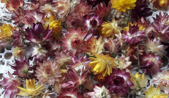 50 Smaller Mini Size Flower Dried Strawflowers Heads