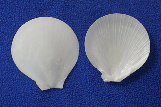 Diy Beach Wedding Craft Seashells Smooth Surface White - Ss-80 Fast Free Shipping