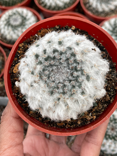 Hairy Mammillaria Formosa Cactus | Live