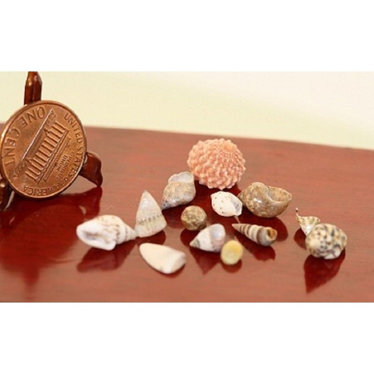 Dollhouse Miniature Collection Of 12 Assorted Sea Shells