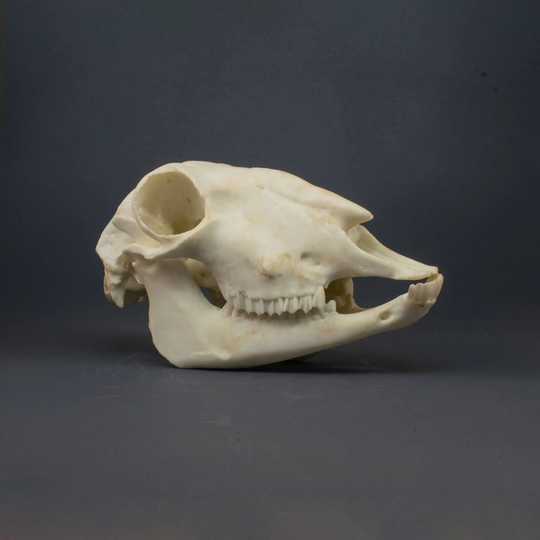 Sheep Skull Replica