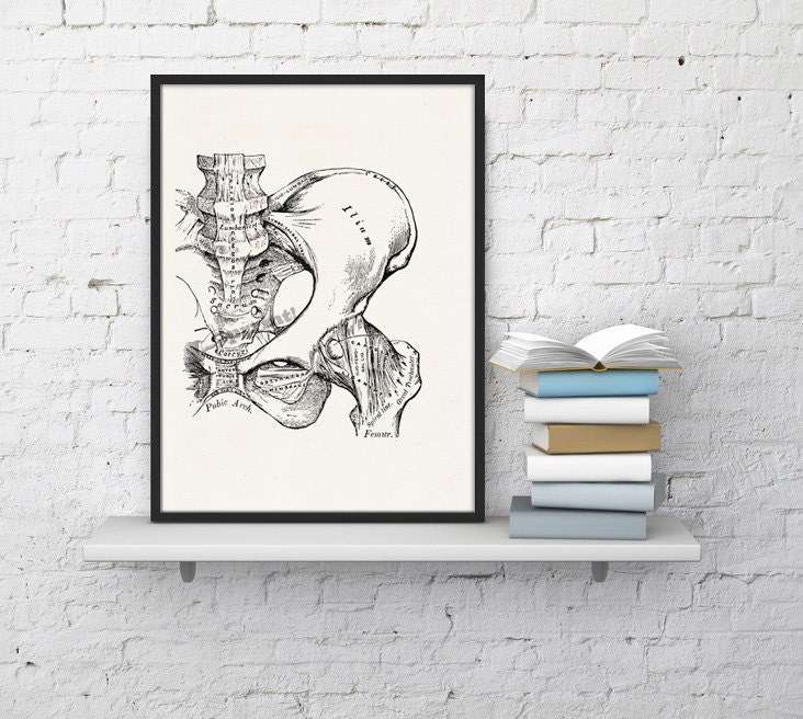 Wall Art Print Human Bones Pelvis Detail Study Anatomy Ska025Wa4
