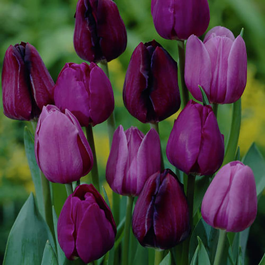 Lowe's 25-Count Tulips Nonstop Purple Blend Bulbs | 87015