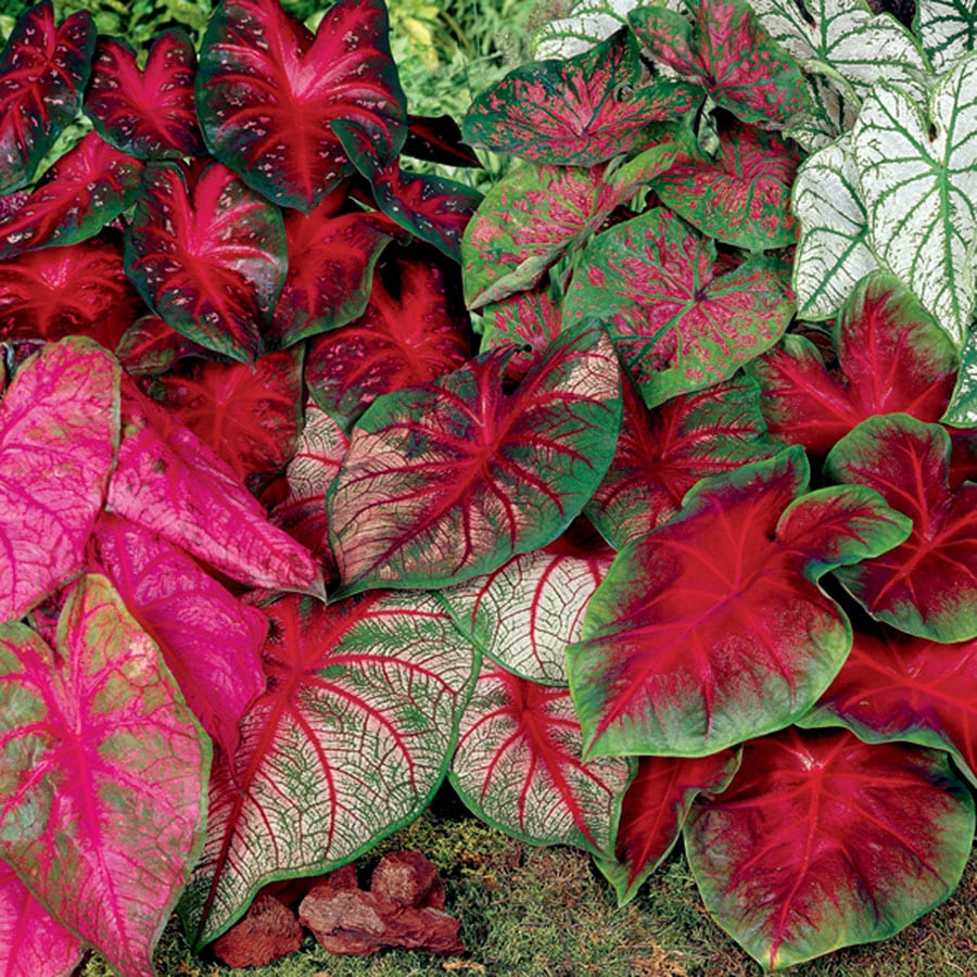 Lowe's 8 Count Caladium Pink and Red Blend Bulbs (LB22655) | 23338P