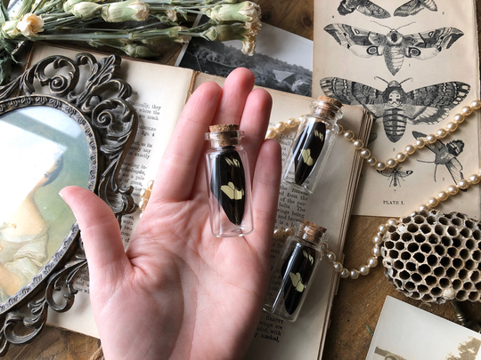 Real Longwing Butterfly in Vial |Heliconius Specimen| Cabinet Of Curiosities| Curiosity Collection| Curiosities & Oddities| Altar Decor