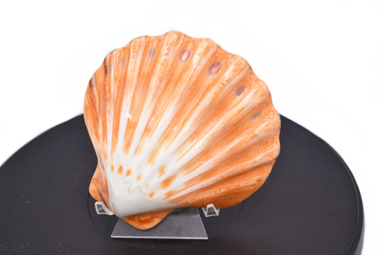 One | 1 Polished Orange Lions Paw Scallop 4-5" Seashell For Baking Smudging Craft Beach Decor Wedding Table