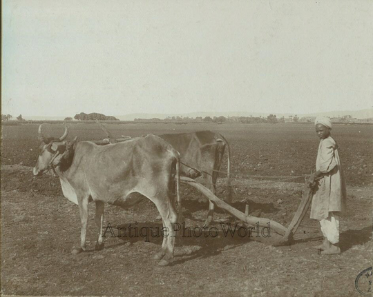 Africa Man Plowing On Cattle Bulls Antique Photo Egypt