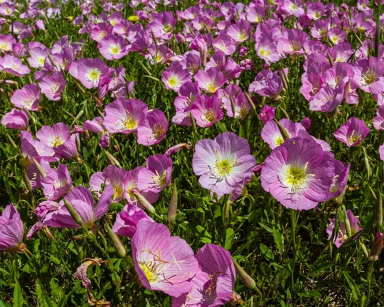 Common Evening Primrose Flowers Blend 0.1G/70 Seeds - Oenothera Gmo Free