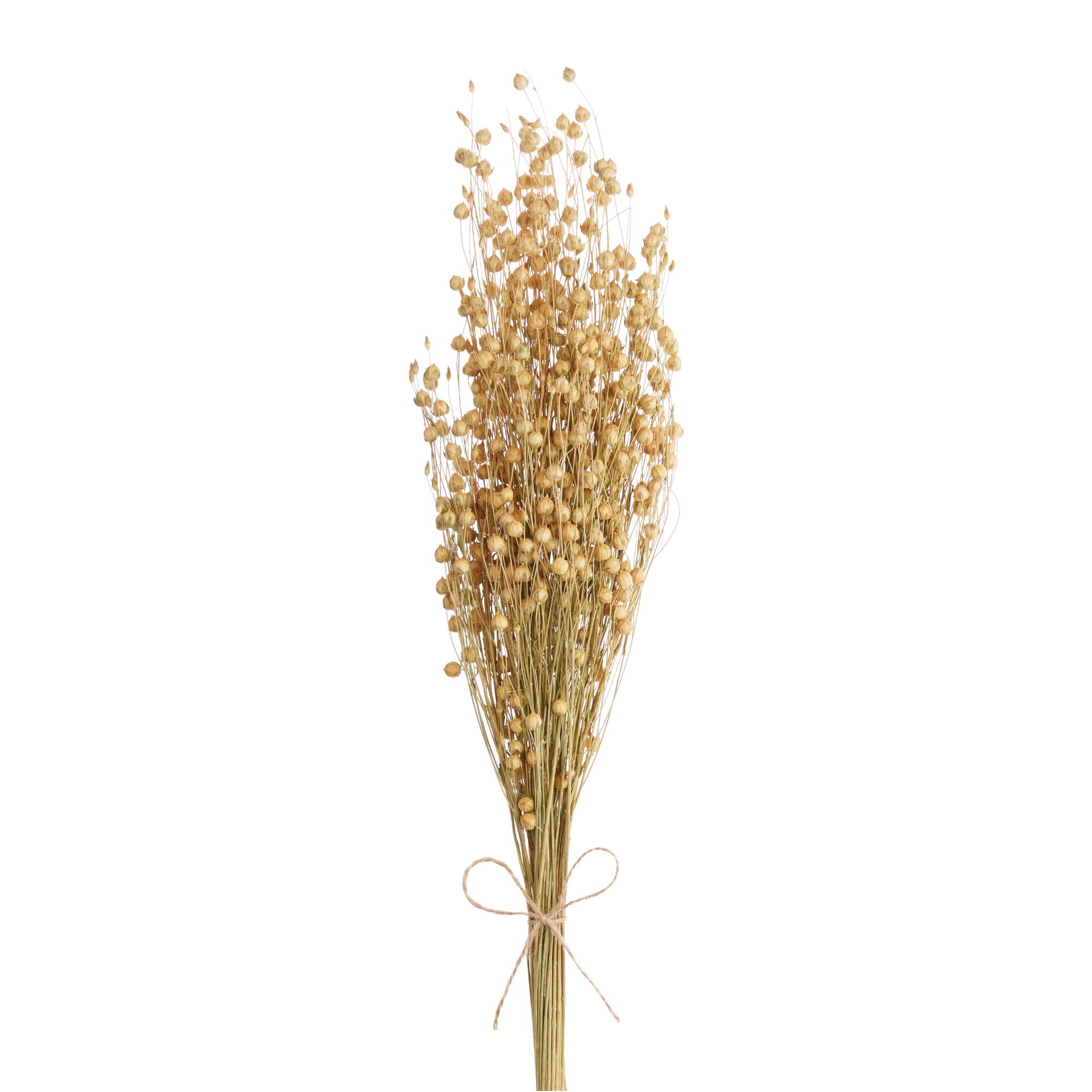 Dried Natural Flax Bunch by World Market