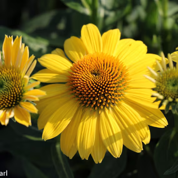 Echinacea | "Lemon Yellow' Yellow Coneflower Easy To Grow Free Shipping Quart Size Container
