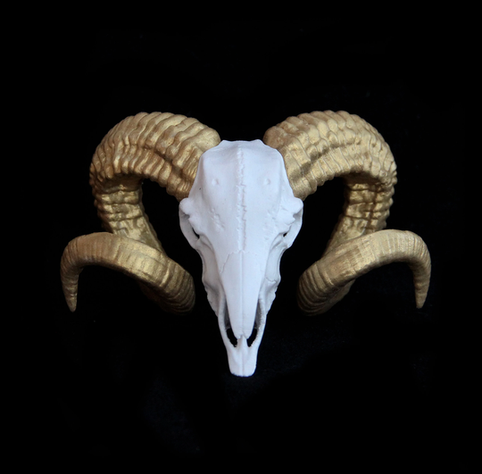 Ram Skull, Horn, White & Gold, Antler, Goat Animal Skull | Shelf Decoration 3D Printed Sculpture Different Color & Size Option