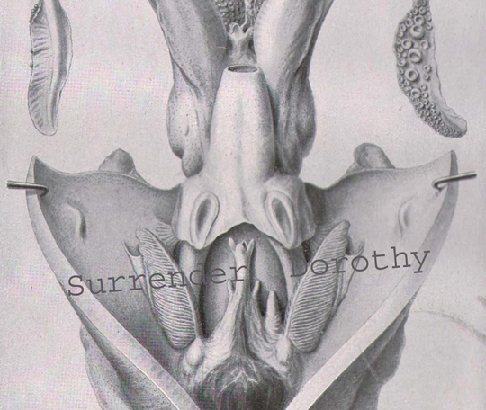 Cephalopod Anatomical Cutaway Illustration Vintage Ichthyology Natural History Lithograph 1911 Germany Original Edwardian Era