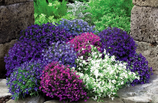 Aubrieta - False Rock Cress Blend 0.3G/200 Seeds Hybrida Gmo Free