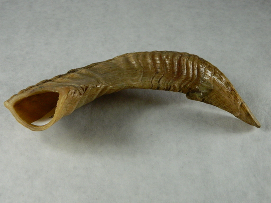 1 Medium Sized Natural Rams Horn - Ethically Harvested Sheep Horn; Unique Jewelry Making, Craft Projects, Cosplay #bluebin