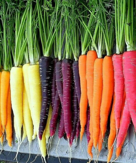 Carrots Rainbow Blend