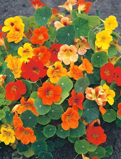 Nasturtium Dwarf Flowers Blend 5G/25 Organic Seeds - Tropaeolum Majus Gmo Free