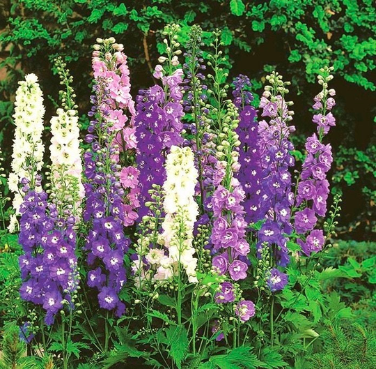 Rocket Larkspur Flowers Blend 1G/100 Seeds - Delphinium Ajacis Gmo Free