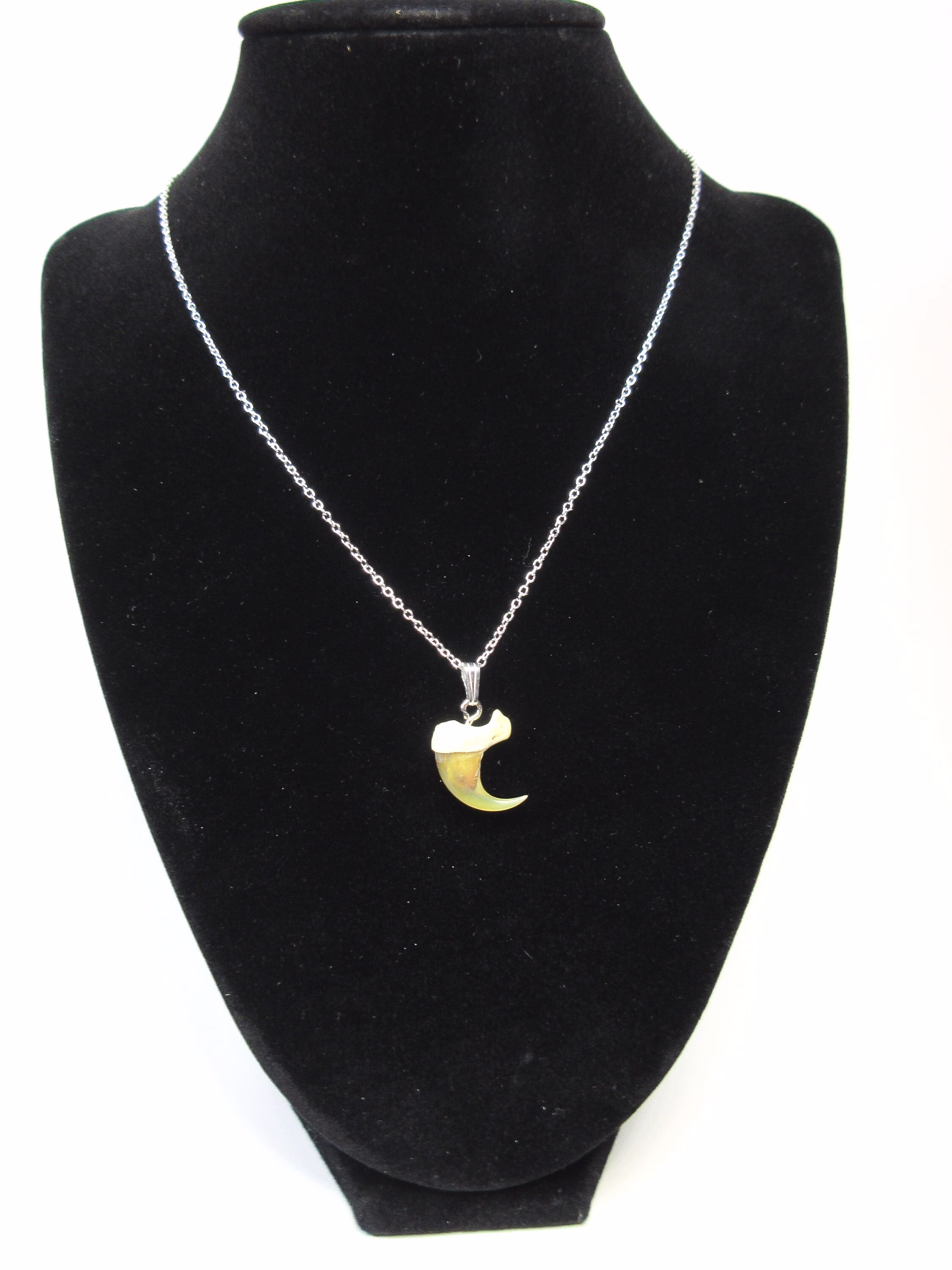 Real Bobcat Claw Necklace With Sterling Silver Chain, Cat Jewelry